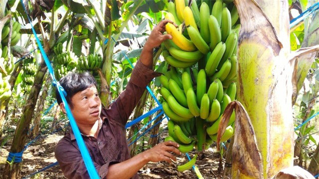 Loại chuối xấu chưa từng có nhưng ăn lại cực ngon - Hình 9 Loai chuoi xau chua tung co nhung an lai cuc ngon-Hinh-9