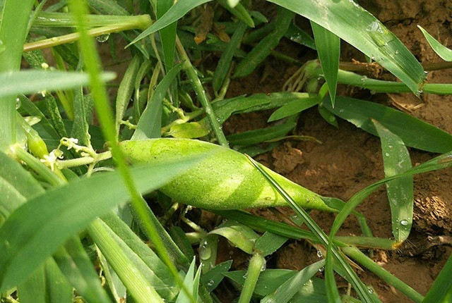 Kén sâu ăn được mọc trên cây có giá hơn nửa triệu đồng - Hình 3 Ken sau an duoc moc tren cay co gia hon nua trieu dong-Hinh-3