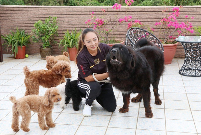 Hàng loạt chú chó ngao Tây Tạng bị bỏ rơi tại một trại cứu hộ Hang loat chu cho ngao Tay Tang bi bo roi tai mot trai cuu ho