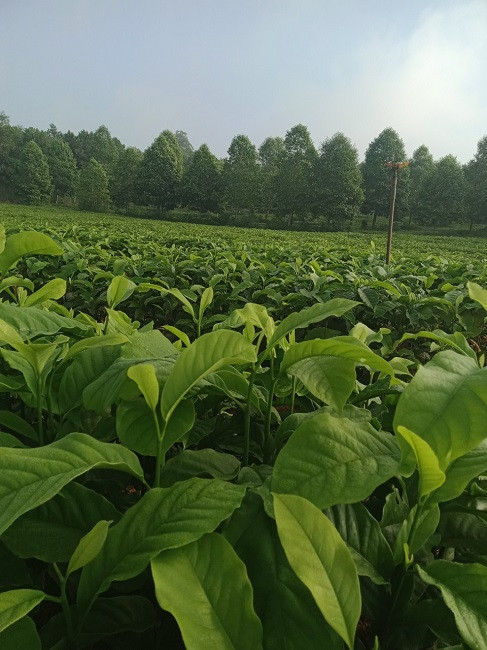 Lão nông thu về hàng tỷ đồng mỗi vụ khi trồng loại cây này - Hình 2 Lao nong thu ve hang ty dong moi vu khi trong loai cay nay-Hinh-2
