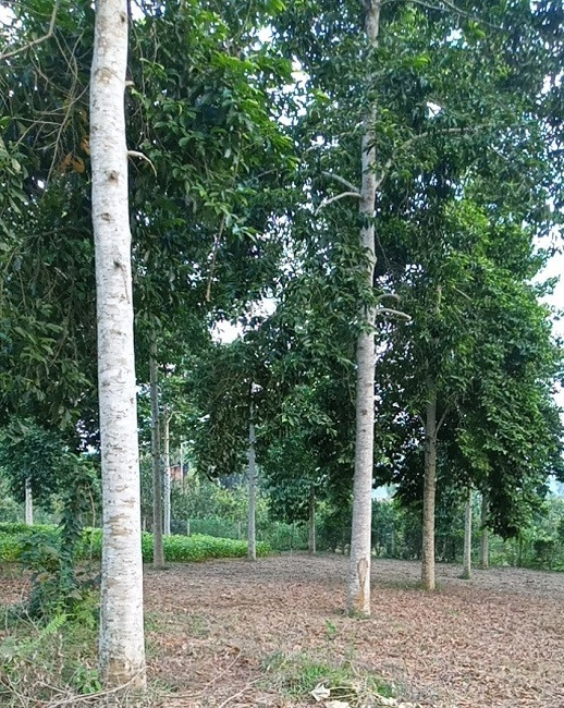 Lão nông thu về hàng tỷ đồng mỗi vụ nhờ trồng loại cây rừng Lao nong thu ve hang ty dong moi vu nho trong loai cay rung