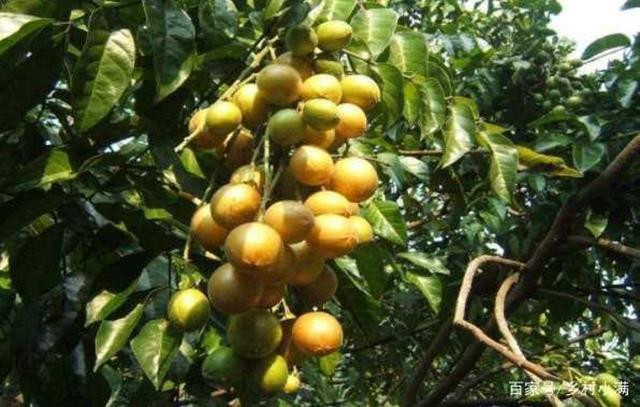 Loại quả xấu mã này ở Việt Nam bán đắt cắt cổ - Hình 2 Loai qua xau ma nay o Viet Nam ban dat cat co-Hinh-2