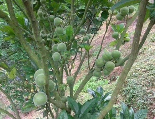 Lạ lùng quả không thịt, vừa đắng vừa cay, giá tiền triệu/kg La lung qua khong thit, vua dang vua cay, gia tien trieu/kg