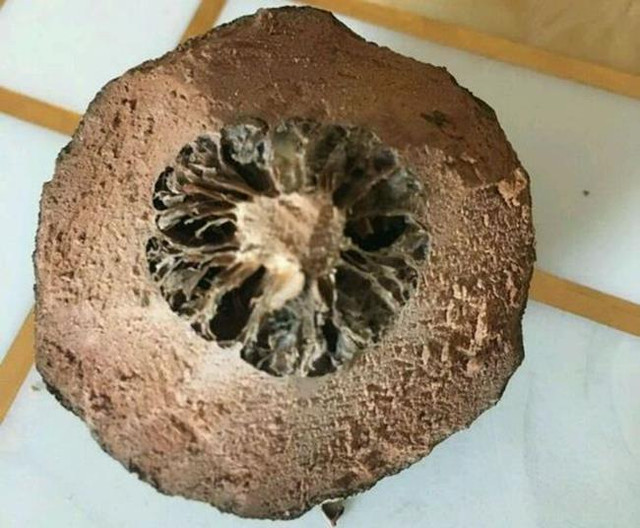 Lạ lùng quả không thịt, vừa đắng vừa cay, giá tiền triệu/kg - Hình 2 La lung qua khong thit, vua dang vua cay, gia tien trieu/kg-Hinh-2