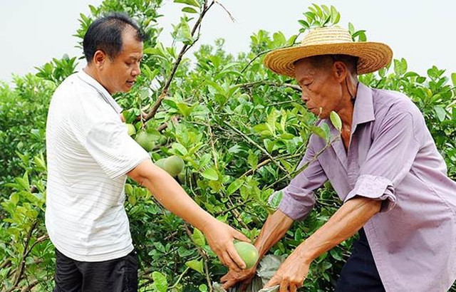 Lạ lùng quả không thịt, vừa đắng vừa cay, giá tiền triệu/kg - Hình 3 La lung qua khong thit, vua dang vua cay, gia tien trieu/kg-Hinh-3