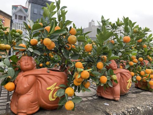 Thích thú với những chậu quất cảnh để bàn bé xíu - Hình 3 Thich thu voi nhung chau quat canh de ban be xiu-Hinh-3