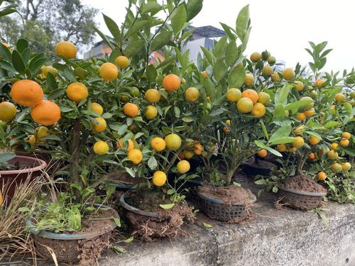 Thích thú với những chậu quất cảnh để bàn bé xíu - Hình 5 Thich thu voi nhung chau quat canh de ban be xiu-Hinh-5