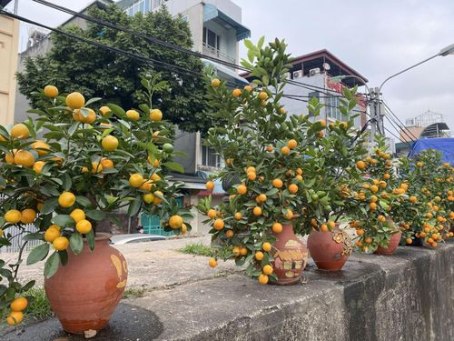 Thích thú với những chậu quất cảnh để bàn bé xíu - Hình 2 Thich thu voi nhung chau quat canh de ban be xiu-Hinh-2