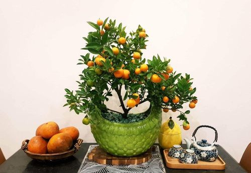 Thích thú với những chậu quất cảnh để bàn bé xíu - Hình 9 Thich thu voi nhung chau quat canh de ban be xiu-Hinh-9
