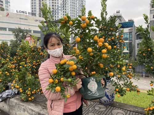 Thích thú với những chậu quất cảnh để bàn bé xíu - Hình 4 Thich thu voi nhung chau quat canh de ban be xiu-Hinh-4