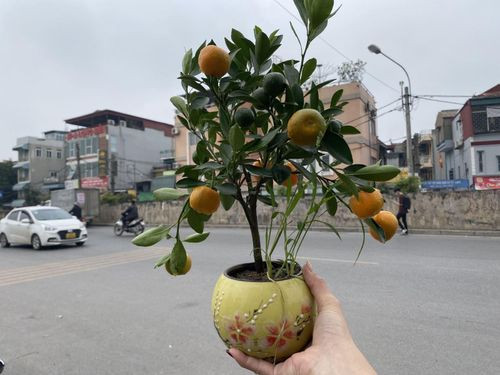 Thích thú với những chậu quất cảnh để bàn bé xíu - Hình 6 Thich thu voi nhung chau quat canh de ban be xiu-Hinh-6