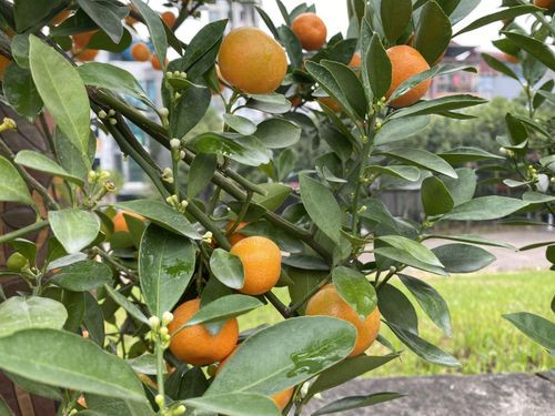 Thích thú với những chậu quất cảnh để bàn bé xíu - Hình 8 Thich thu voi nhung chau quat canh de ban be xiu-Hinh-8