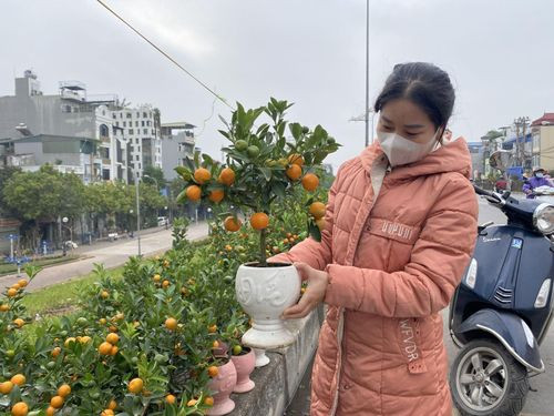 Thích thú với những chậu quất cảnh để bàn bé xíu - Hình 7 Thich thu voi nhung chau quat canh de ban be xiu-Hinh-7