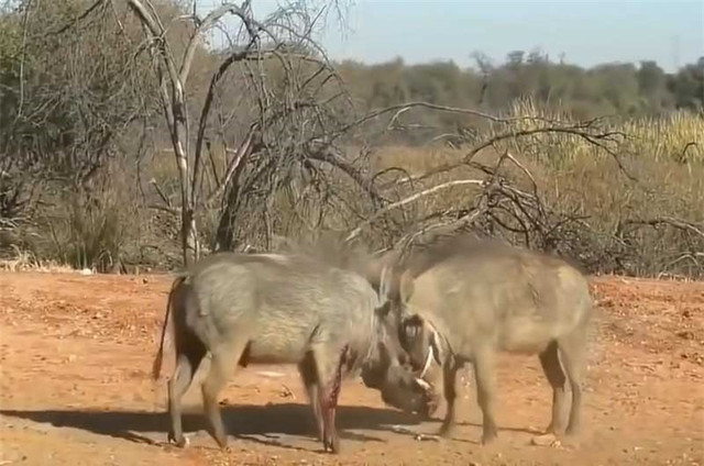 Video: Quái vật đại chiến đẫm máu giành "người đẹp" Video: Quai vat dai chien dam mau gianh