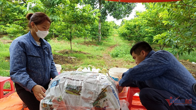 Vợ chồng trẻ lãi hàng trăm triệu đồng mỗi năm từ trồng na - Hình 4 Vo chong tre lai hang tram trieu dong moi nam tu trong na-Hinh-4