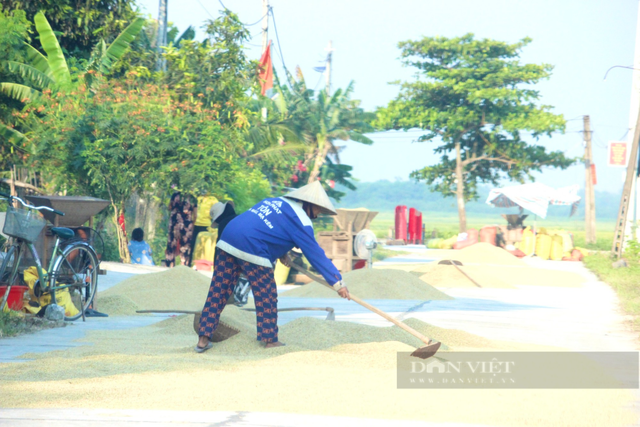 Quảng Bình: Nông dân ra đồng gặt lúa giữa cái nắng 40 độ C - Hình 4 Quang Binh: Nong dan ra dong gat lua giua cai nang 40 do C-Hinh-4