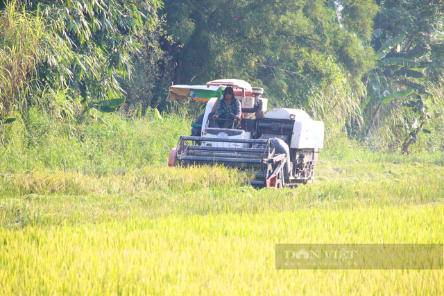 Quảng Bình: Nông dân ra đồng gặt lúa giữa cái nắng 40 độ C - Hình 2 Quang Binh: Nong dan ra dong gat lua giua cai nang 40 do C-Hinh-2