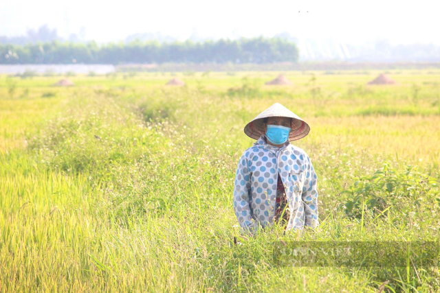Quảng Bình: Nông dân ra đồng gặt lúa giữa cái nắng 40 độ C - Hình 6 Quang Binh: Nong dan ra dong gat lua giua cai nang 40 do C-Hinh-6