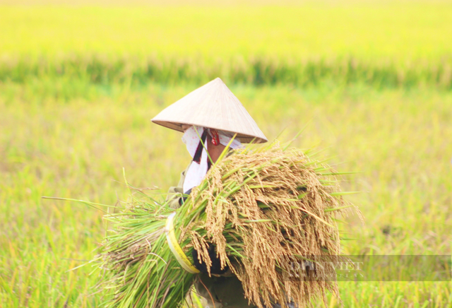 Quảng Bình: Nông dân ra đồng gặt lúa giữa cái nắng 40 độ C Quang Binh: Nong dan ra dong gat lua giua cai nang 40 do C