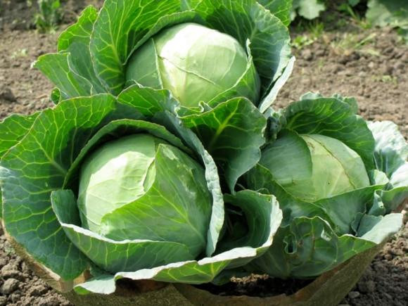 5 loại rau "khắc tinh" của ung thư, ngoài chợ giá rẻ bèo - Hình 3 5 loai rau