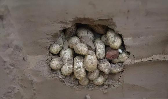 Tại sao nửa năm thức ăn trong hố chuột đồng vẫn không nảy mầm? - Hình 11 Tai sao nua nam thuc an trong ho chuot dong van khong nay mam?-Hinh-11