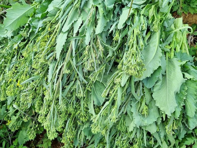 Mầm, lá các loại rau củ trước bỏ đi nay thành đặc sản - Hình 5 Mam, la cac loai rau cu truoc bo di nay thanh dac san-Hinh-5