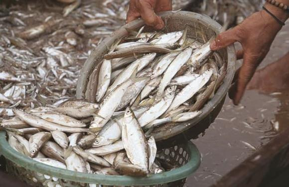 Loại cá ngày xưa chỉ người nghèo mới ăn hóa ra cực giàu omega 3 Loai ca ngay xua chi nguoi ngheo moi an hoa ra cuc giau omega 3