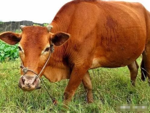 Nhà bỗng có "vị khách" đặc biệt này, chứng tỏ tài lộc tới - Hình 3 Nha bong co