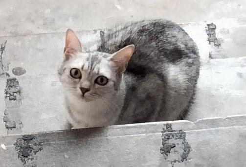 Nhà bỗng có "vị khách" đặc biệt này, chứng tỏ tài lộc tới - Hình 5 Nha bong co