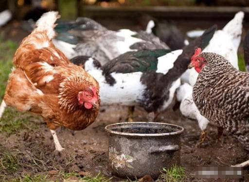 Nhà bỗng có "vị khách" đặc biệt này, chứng tỏ tài lộc tới - Hình 2 Nha bong co