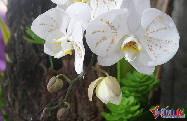 Hoa lan dát vàng 18k bày bán hút người xem ở thành Vinh - Hình 2 Hoa lan dat vang 18k bay ban hut nguoi xem o thanh Vinh-Hinh-2
