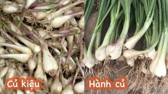 Củ hành và củ kiệu khác nhau thế nào? Cu hanh va cu kieu khac nhau the nao?