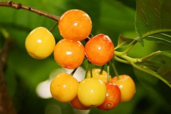 Khi dâng hoa quả cúng Phật ghi nhớ 3 điều cấm kỵ - Hình 4 Khi dang hoa qua cung Phat ghi nho 3 dieu cam ky-Hinh-4