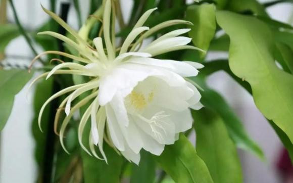 4 loại hoa tuy đẹp nhưng người xưa bảo để trong nhà - Hình 6 4 loai hoa tuy dep nhung nguoi xua bao de trong nha-Hinh-6