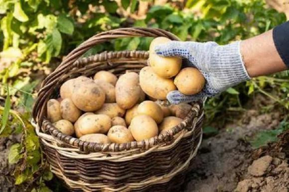 Bất ngờ sự khác biệt giữa khoai tây vỏ vàng và vỏ trắng? Bat ngo su khac biet giua khoai tay vo vang va vo trang?