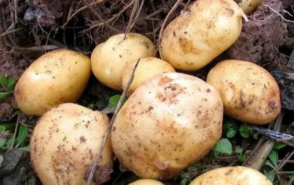 Bất ngờ sự khác biệt giữa khoai tây vỏ vàng và vỏ trắng? - Hình 2 Bat ngo su khac biet giua khoai tay vo vang va vo trang?-Hinh-2