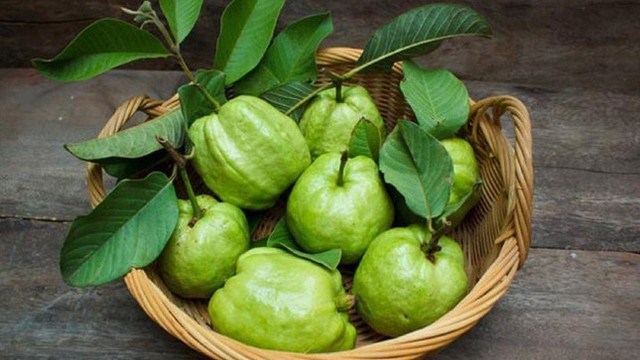 Ổi tốt cho sức khỏe nhưng những người này nên tránh xa - Hình 2 Oi tot cho suc khoe nhung nhung nguoi nay nen tranh xa-Hinh-2