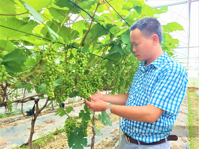 Anh nông dân Hải Dương trồng nho Hạ Đen, vườn đẹp như phim - Hình 4 Anh nong dan Hai Duong trong nho Ha Den, vuon dep nhu phim-Hinh-4