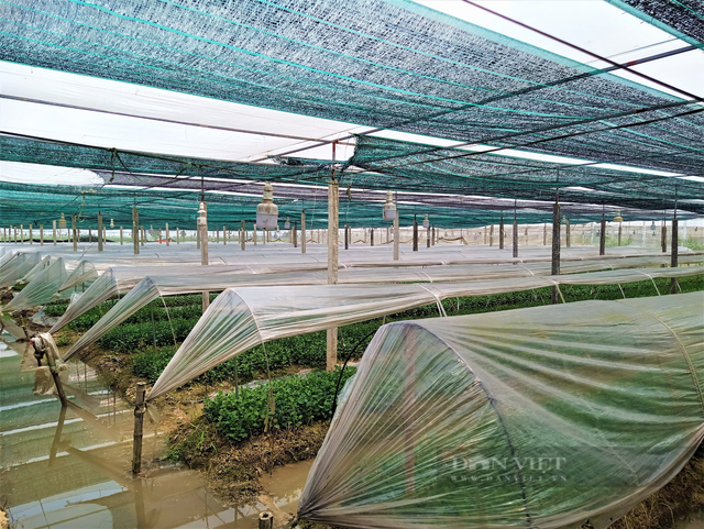 Anh nông dân Hải Dương trồng nho Hạ Đen, vườn đẹp như phim - Hình 2 Anh nong dan Hai Duong trong nho Ha Den, vuon dep nhu phim-Hinh-2