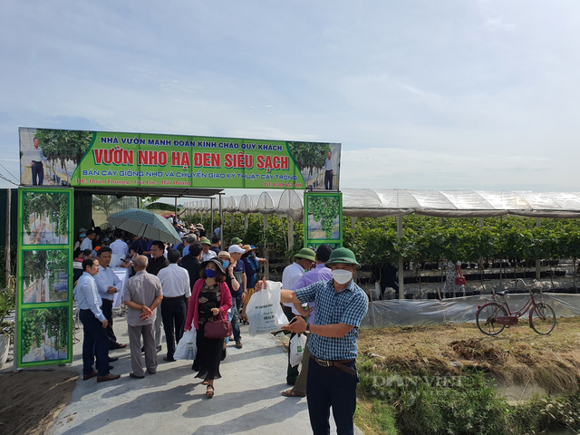 Anh nông dân Hải Dương trồng nho Hạ Đen, vườn đẹp như phim - Hình 7 Anh nong dan Hai Duong trong nho Ha Den, vuon dep nhu phim-Hinh-7
