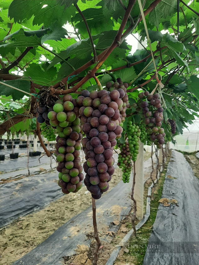 Anh nông dân Hải Dương trồng nho Hạ Đen, vườn đẹp như phim - Hình 5 Anh nong dan Hai Duong trong nho Ha Den, vuon dep nhu phim-Hinh-5