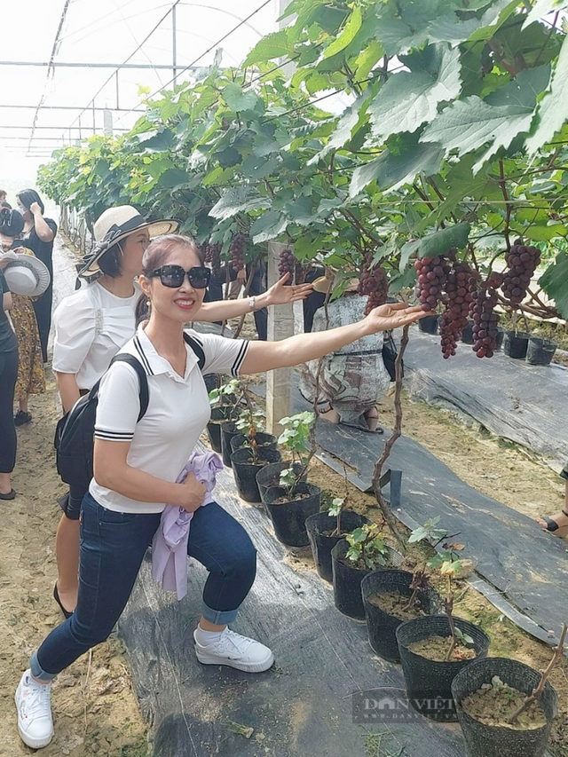 Anh nông dân Hải Dương trồng nho Hạ Đen, vườn đẹp như phim - Hình 6 Anh nong dan Hai Duong trong nho Ha Den, vuon dep nhu phim-Hinh-6