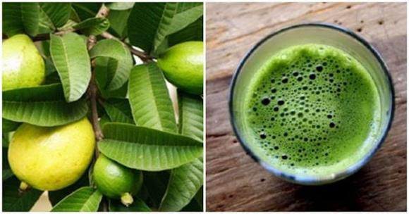 Loại lá vừa đắng lại chát xít nhưng rất tốt cho sức khỏe Loai la vua dang lai chat xit nhung rat tot cho suc khoe