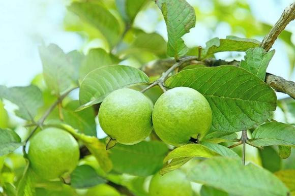 Loại lá vừa đắng lại chát xít nhưng rất tốt cho sức khỏe - Hình 5 Loai la vua dang lai chat xit nhung rat tot cho suc khoe-Hinh-5