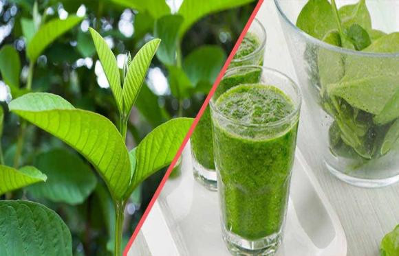 Loại lá vừa đắng lại chát xít nhưng rất tốt cho sức khỏe - Hình 3 Loai la vua dang lai chat xit nhung rat tot cho suc khoe-Hinh-3