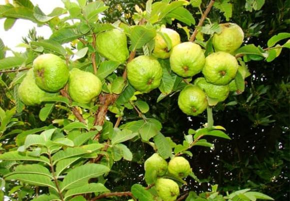 Loại lá vừa đắng lại chát xít nhưng rất tốt cho sức khỏe - Hình 4 Loai la vua dang lai chat xit nhung rat tot cho suc khoe-Hinh-4