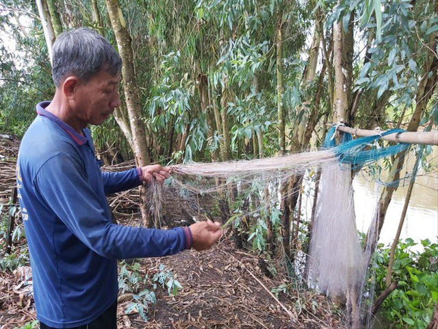 Chơi vơi mùa nước nổi: Đồng Tháp Mười đói tôm, cá - Hình 3 Choi voi mua nuoc noi: Dong Thap Muoi doi tom, ca-Hinh-3