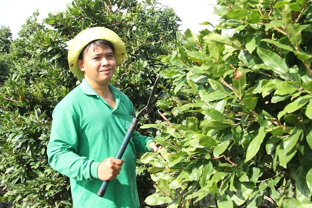 Vườn mai tiền tỷ 12.000 cây của tỷ phú nông dân Sài Gòn Vuon mai tien ty 12.000 cay cua ty phu nong dan Sai Gon