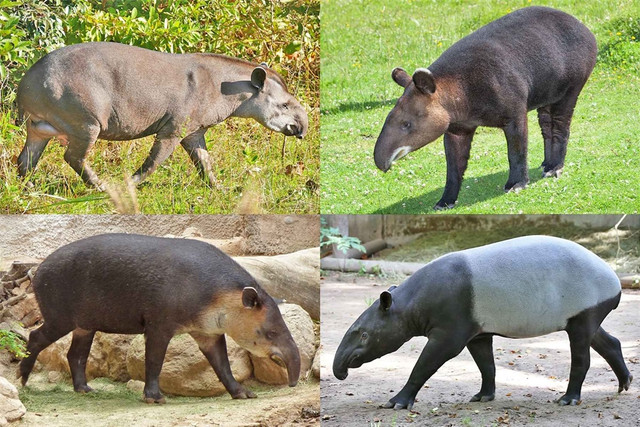 Phát hiện hài cốt 2.200 năm tuổi của gấu trúc và heo vòi Phat hien hai cot 2.200 nam tuoi cua gau truc va heo voi
