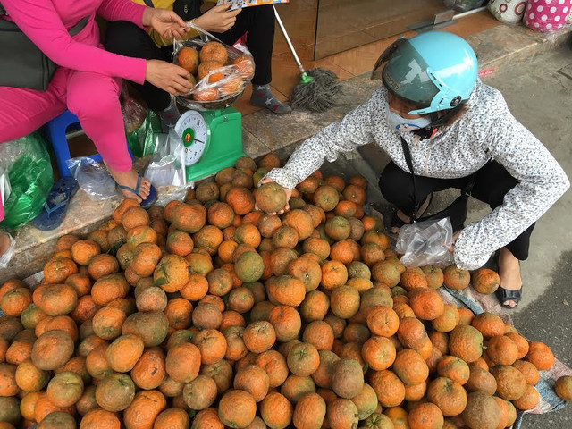 Vào chính vụ cam sành bán chạy vì giá rẻ - Hình 3 Vao chinh vu cam sanh ban chay vi gia re-Hinh-3